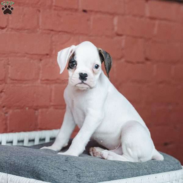 Spotty, Boxer Puppy